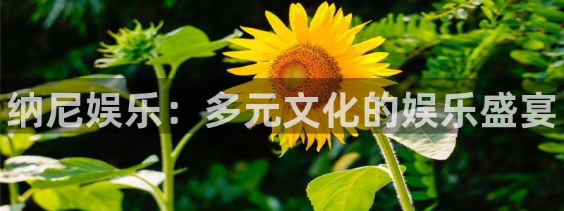 辉达娱乐能源：纳尼娱乐：多元文化的娱乐盛宴