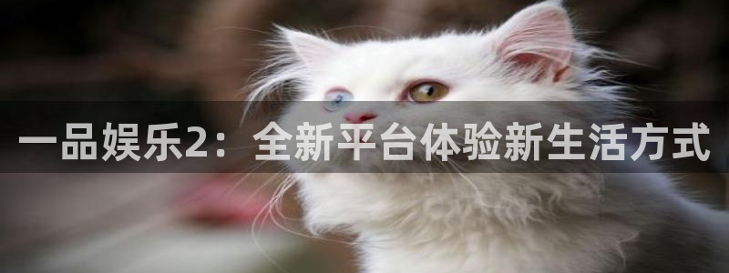 辉达娱乐5招商：一品娱乐2：全新平台体验新生活方式